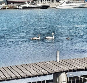 ristorante ponte della scafa
