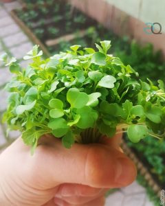 ristorante equo ecosostenibile