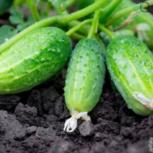 ristorante ladispoli