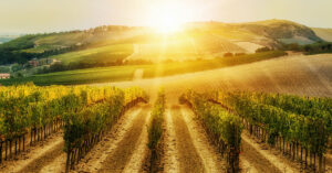 degustazioni fiumicino